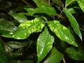 Pimple psyllid on Lilly pilly (Waterhousea floribunda)